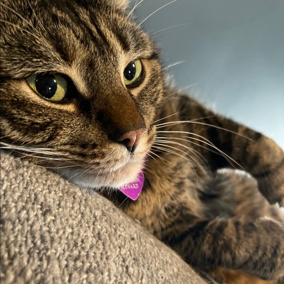 PLEASE READ PRIOR TO PURCHASE ❤️🐱🐱 - Picture 2 of 2